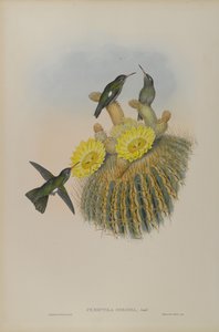 Phaeoptila Sordida：Dusky 作： John Gould